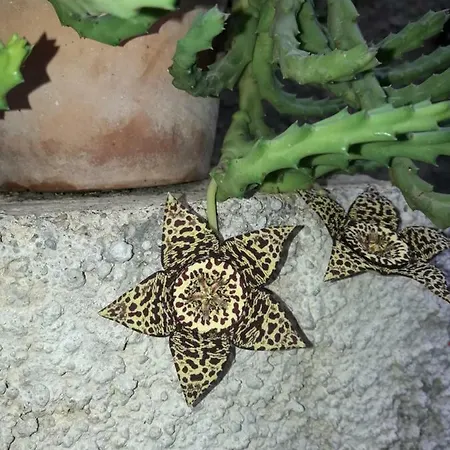 Delle Palme منزل للإقامة *