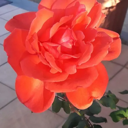 Δωμάτια σε οικογενειακή κατοικία Delle Palme *