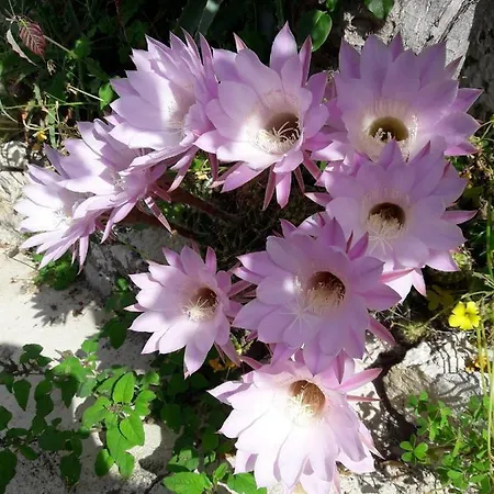 Delle Palme Furci Siculo