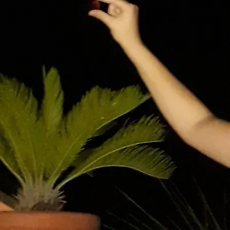 Delle Palme *